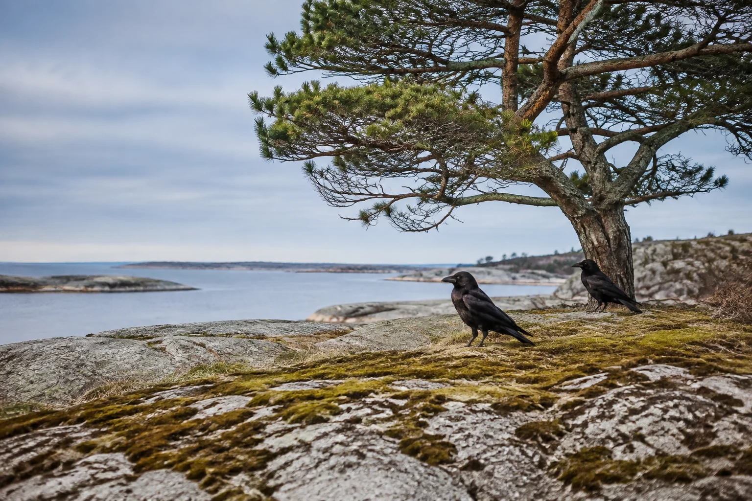 Two ravens in a quiet Nordic coastal landscape