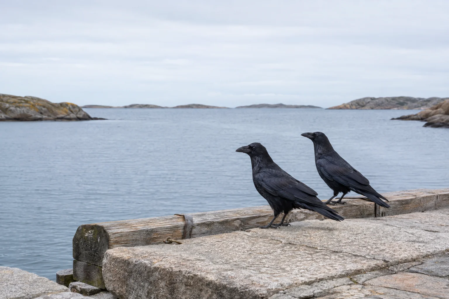 Two ravens in a quiet Nordic coastal landscape