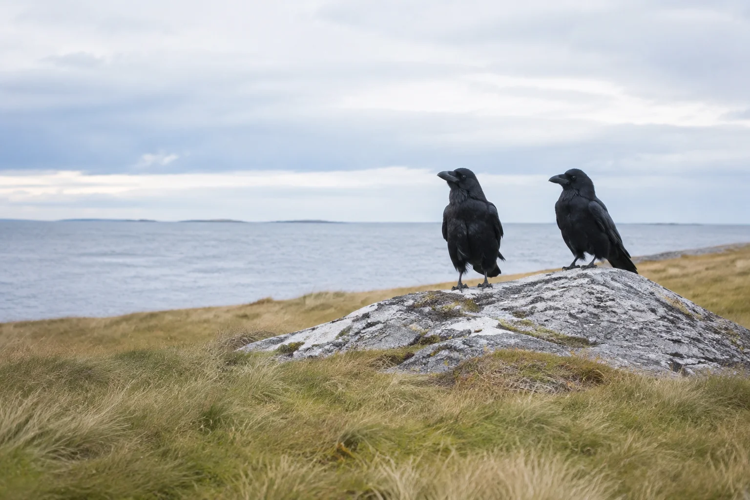 Two ravens in a quiet Nordic coastal landscape